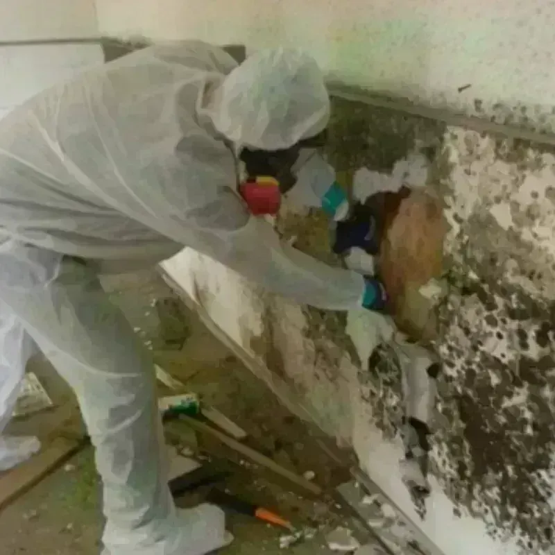 Mold Remediation and Removal in Hansford County, TX